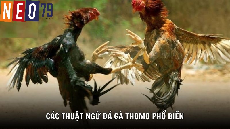 Thiên đường đá gà trực tuyến tại Neo79